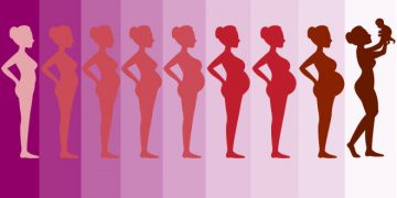 Cómo se mueven los órganos durante el embarazo: GIF