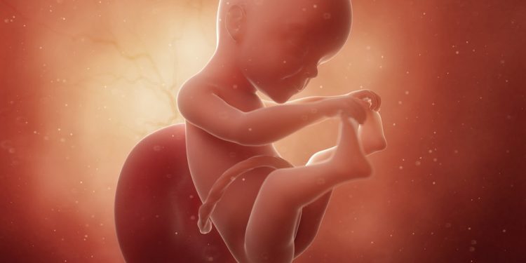 ¡Tu bebé ahora tiene el tamaño de una calabaza de bellota!