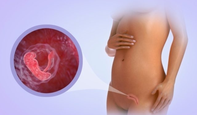 Quinta semana de embarazo tamaño del bebé