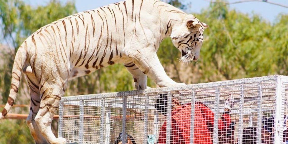 «¿Cómo se atreven a culpar a la Cata»: habla madre de joven atacada por tigre en Parque Safari