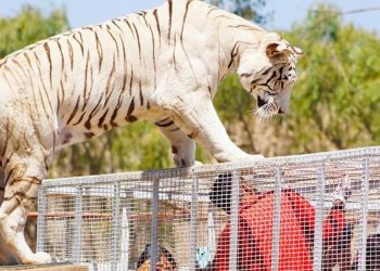 «¿Cómo se atreven a culpar a la Cata»: habla madre de joven atacada por tigre en Parque Safari